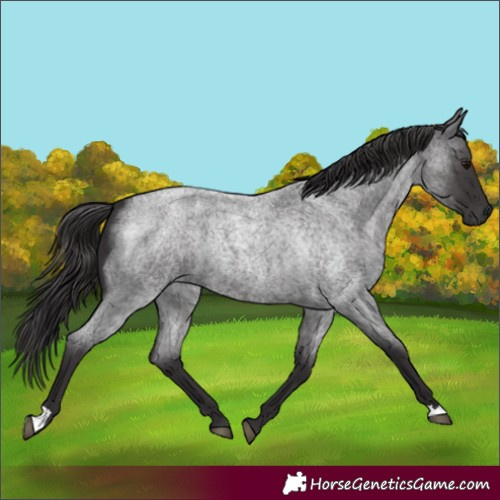 Horse Color:Smoky Blue Roan 