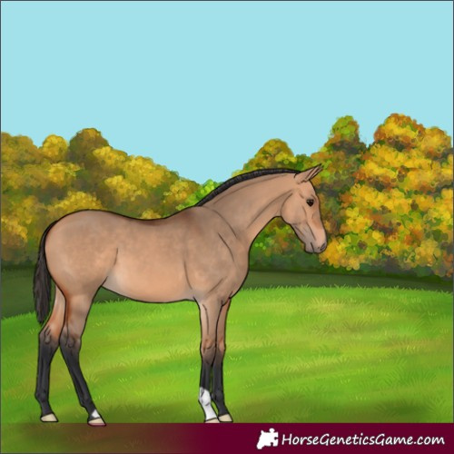 Horse Color:Bay Dun 