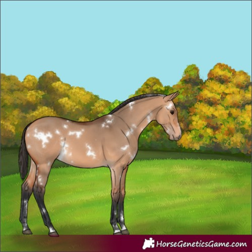 Horse Color:White Spotted Bay Dun 
