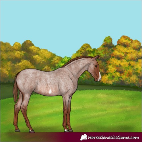 Horse Color:Red Roan Frame