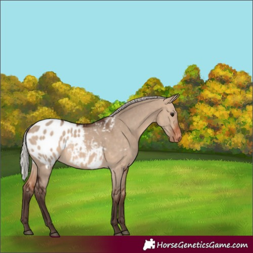 Horse Color:Silver Bay Dun Appaloosa Rabicano