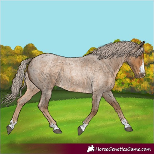 Horse Color:Unknown 