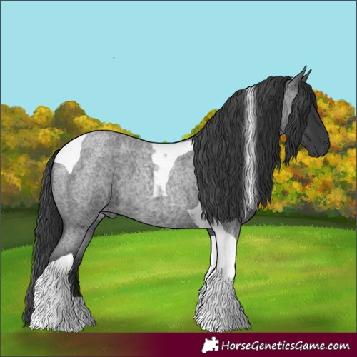Horse Color:Blue Roan Tobiano