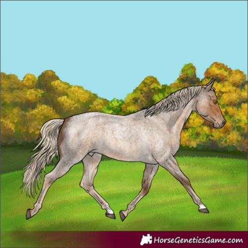 Horse Color:Chocolate Palomino Roan 
