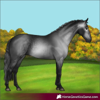 Horse Color:Gray White Spotted Brown 