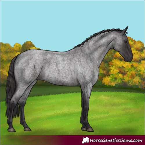 Horse Color:Smoky Blue Roan