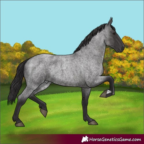 Horse Color:Smoky Blue Roan 