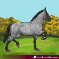 Horse Color:Smoky Blue Roan