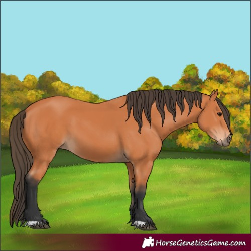 Horse Color:Bay 