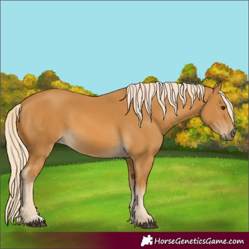 Horse Color:Palomino