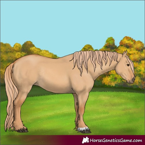 Horse Color:Red Dun Rabicano