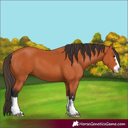 Horse Color:Bay 