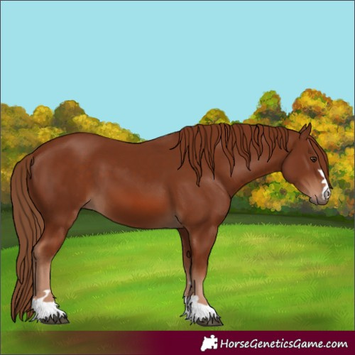 Horse Color:Chestnut 