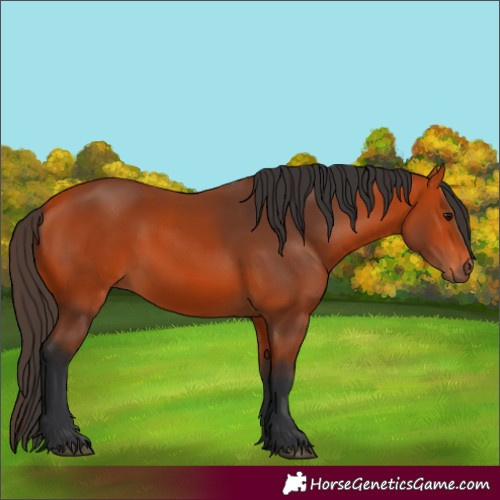 Horse Color:Bay 