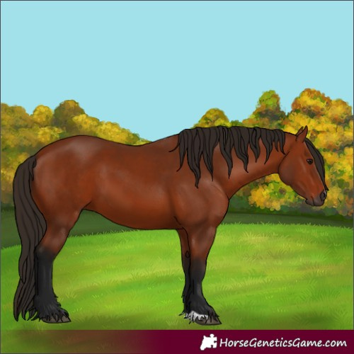 Horse Color:Gray Bay