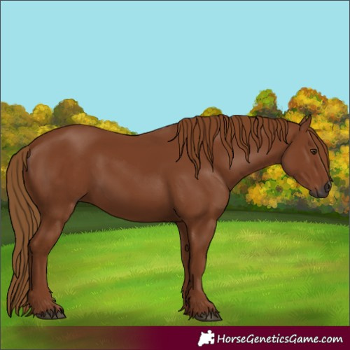 Horse Color:Gray Chestnut 