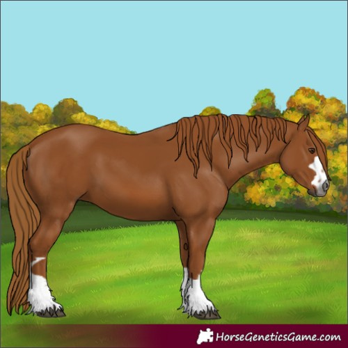 Horse Color:Gray Chestnut 