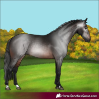 Horse Color:Gray Brown