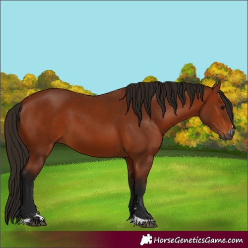 Horse Color:Gray Bay