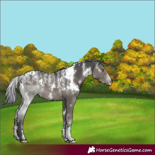 Horse Color:Powder White Platinum White Spotted Grullo Rabicano 