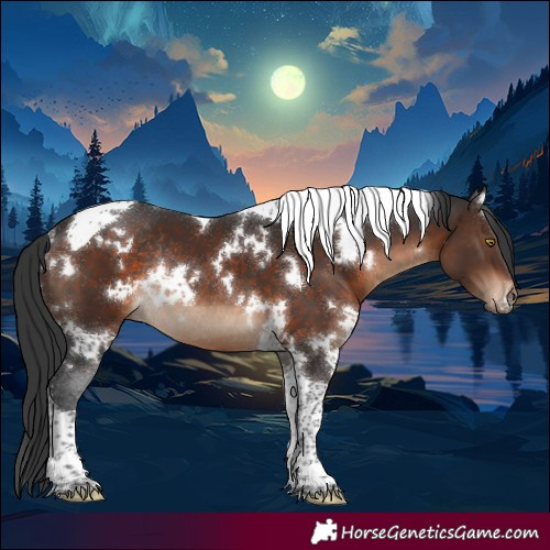 Horse Color:White Spotted Brown Tobiano Rabicano 