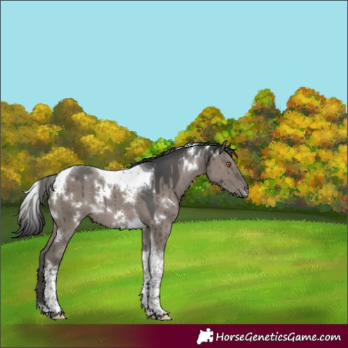 Horse Color:White Spotted Grullo Tobiano Rabicano Brindle