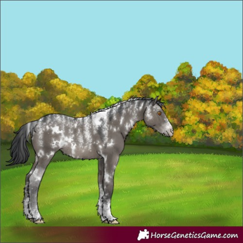 Horse Color:Powder White White Spotted Grullo Rabicano 