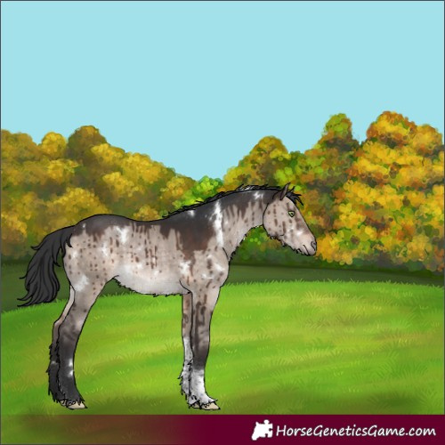 Horse Color:White Spotted Brown Dun Tobiano Rabicano Brindle 