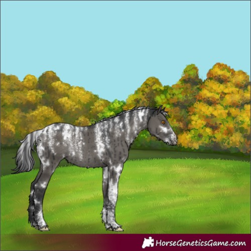 Horse Color:Powder White White Spotted Grullo Rabicano Brindle