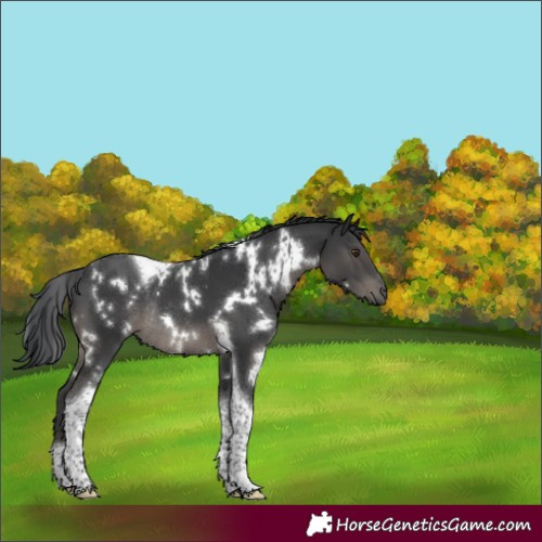 Horse Color:White Spotted Black Tobiano Rabicano 