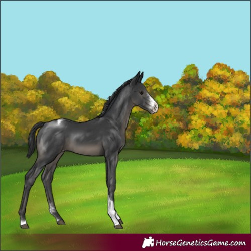 Horse Color:Black Sabino Tobiano Appaloosa 