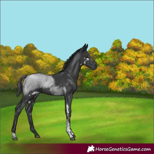 Horse Color:White Spotted Black Tobiano Rabicano
