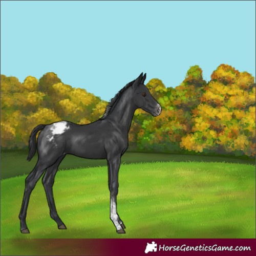 Horse Color:Black Sabino Tobiano Varnish 