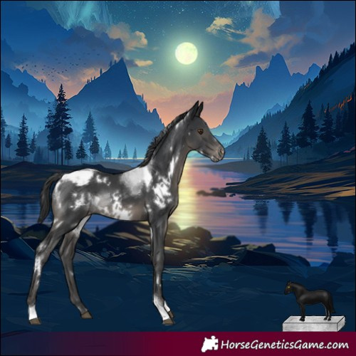 Horse Color:White Spotted Black Tobiano Appaloosa 