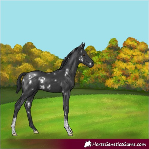 Horse Color:White Spotted Black Tobiano Rabicano