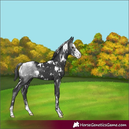 Horse Color:White Spotted Black Sabino Varnish 