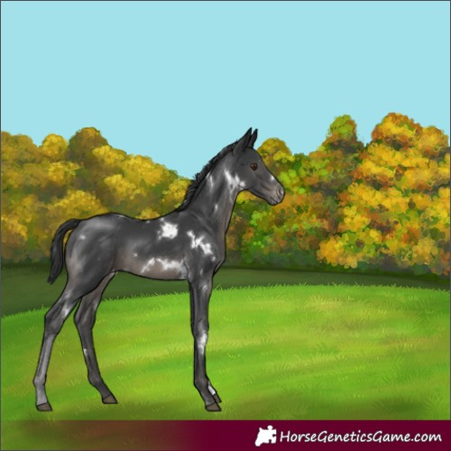Horse Color:White Spotted Black Sabino Varnish Rabicano 