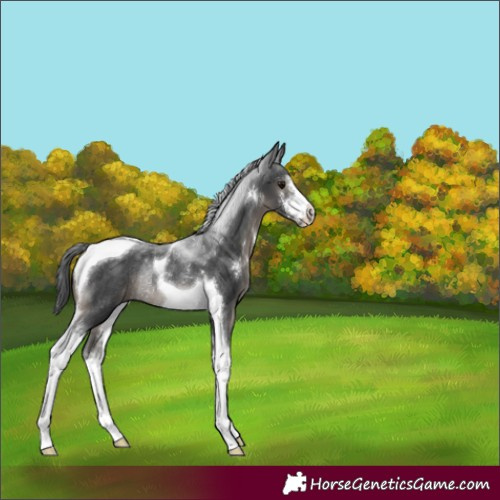 Horse Color:Black Sabino Tobiano Rabicano 