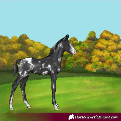 Horse Color:White Spotted Black Sabino Varnish