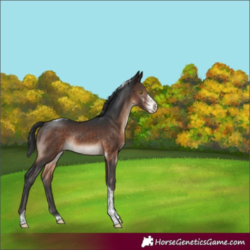 Horse Color:Brown Sabino Tobiano Rabicano