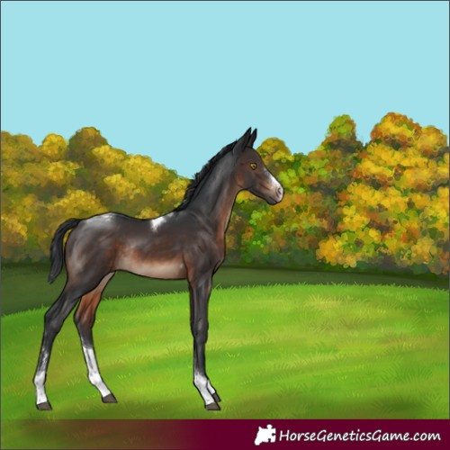 Horse Color:Brown Sabino Tobiano Rabicano