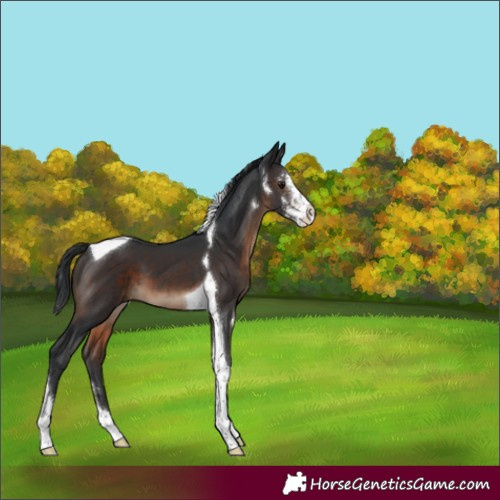 Horse Color:Brown Sabino Tobiano 
