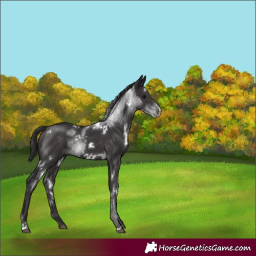 Horse Color:White Spotted Smoky Black Sabino 