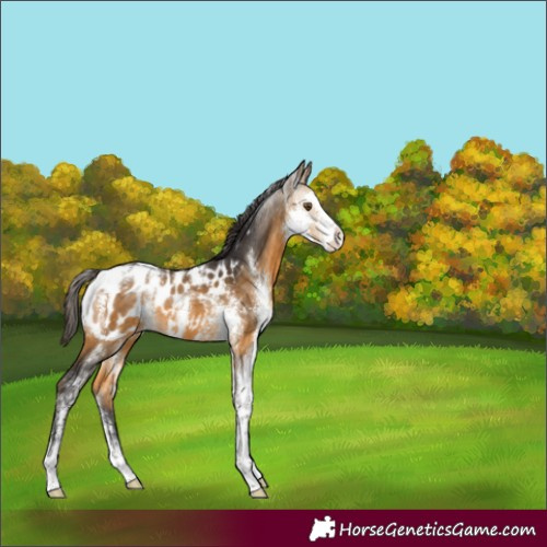 Horse Color:Buckskin Sabino Blanket
