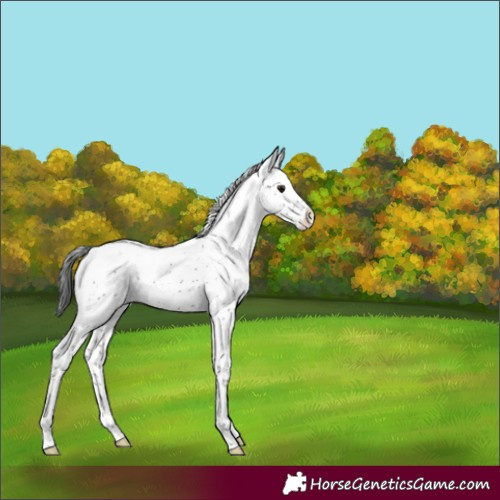 Horse Color:Black Sabino Appaloosa 