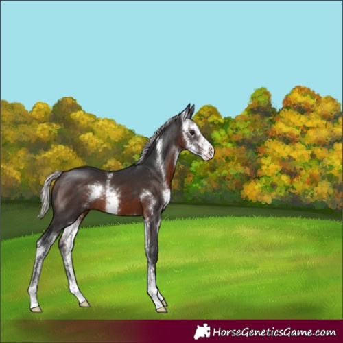 Horse Color:Silver Brown Sabino 