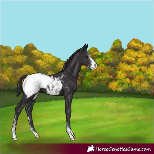 Horse Color:Smoky Black Sabino Snowcap