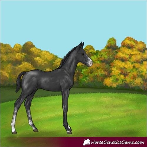 Horse Color:Black Sabino Appaloosa 