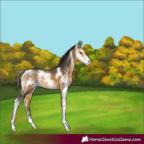Horse Color:Buckskin Sabino