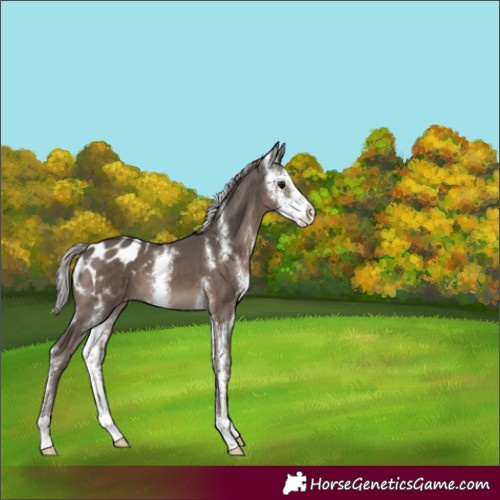 Horse Color:Silver Black Sabino Appaloosa 